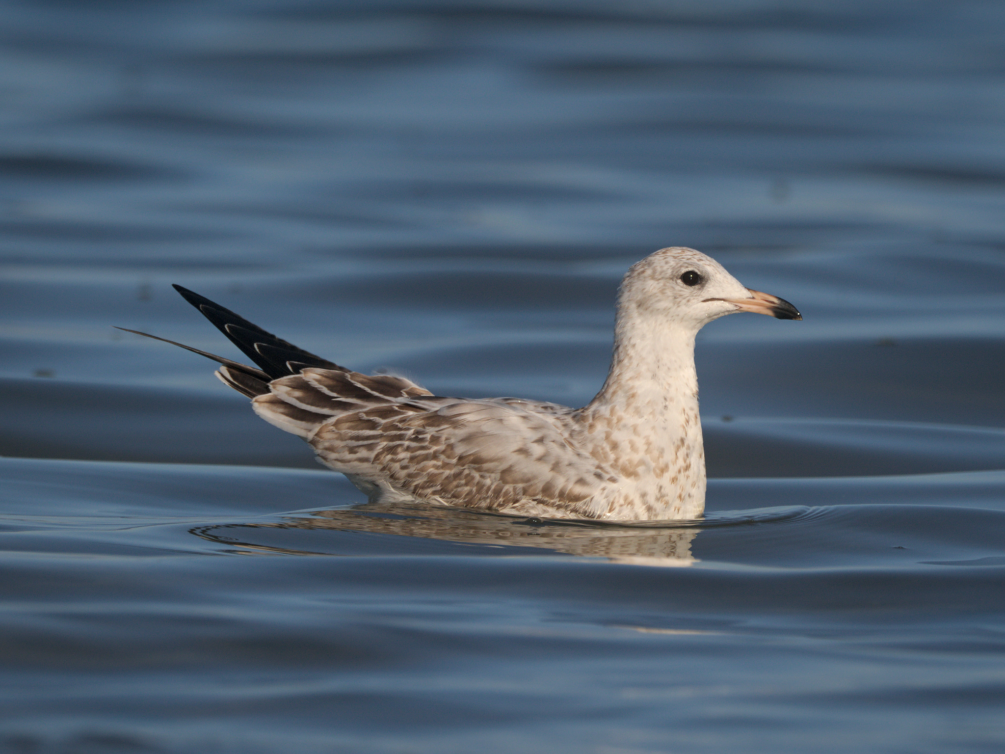 Ring-billed Gull (*Larus delawarensis*)