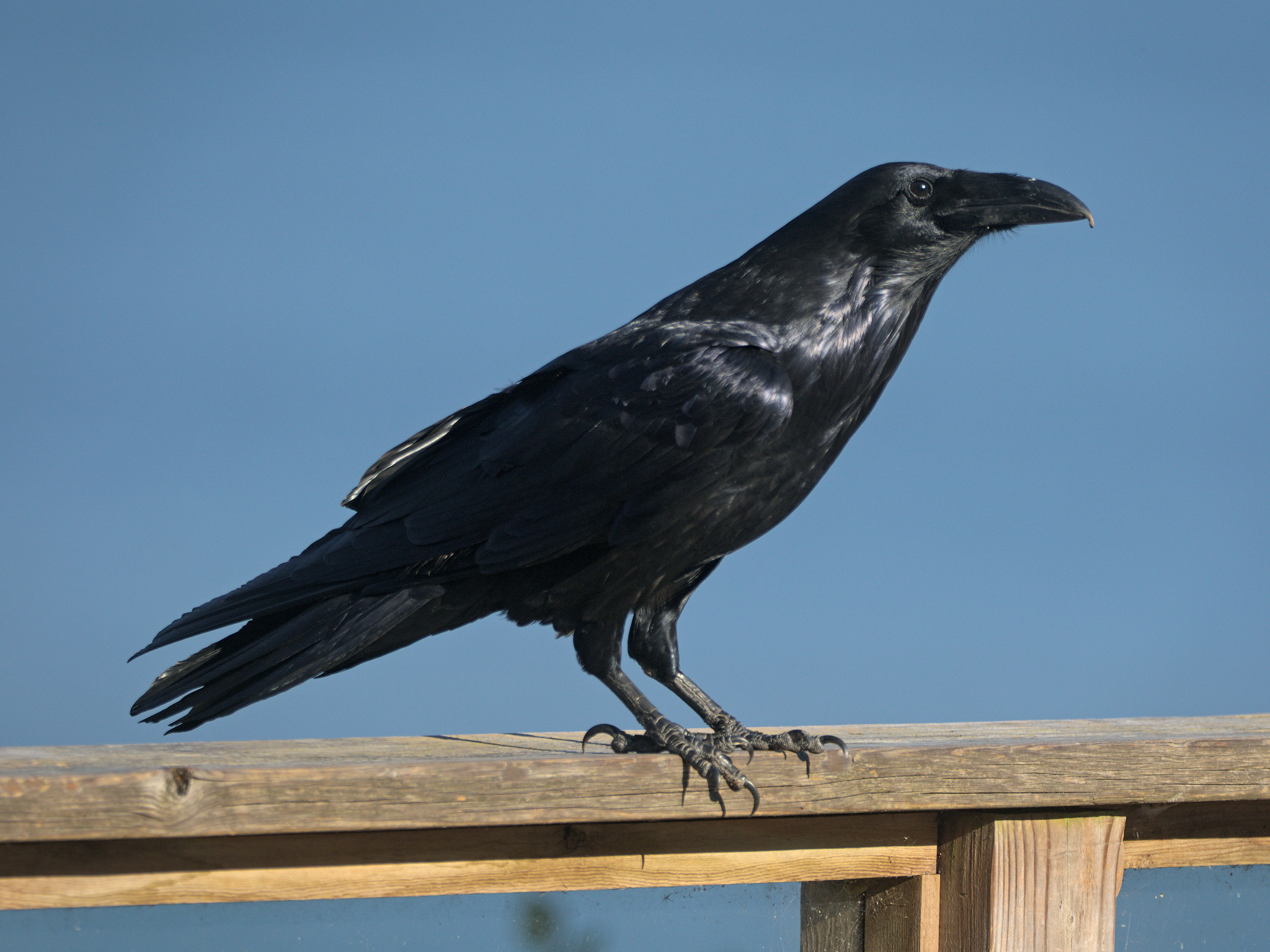 Common Raven (*Corvus corax*)