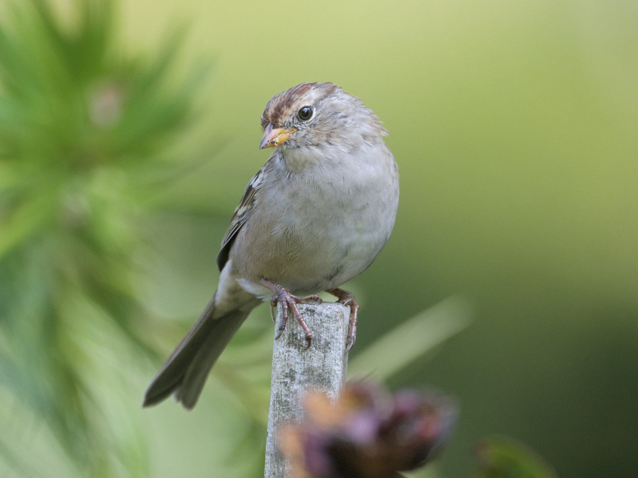 White-crowned Sparrow (*Zonotrichia leucophrys*)