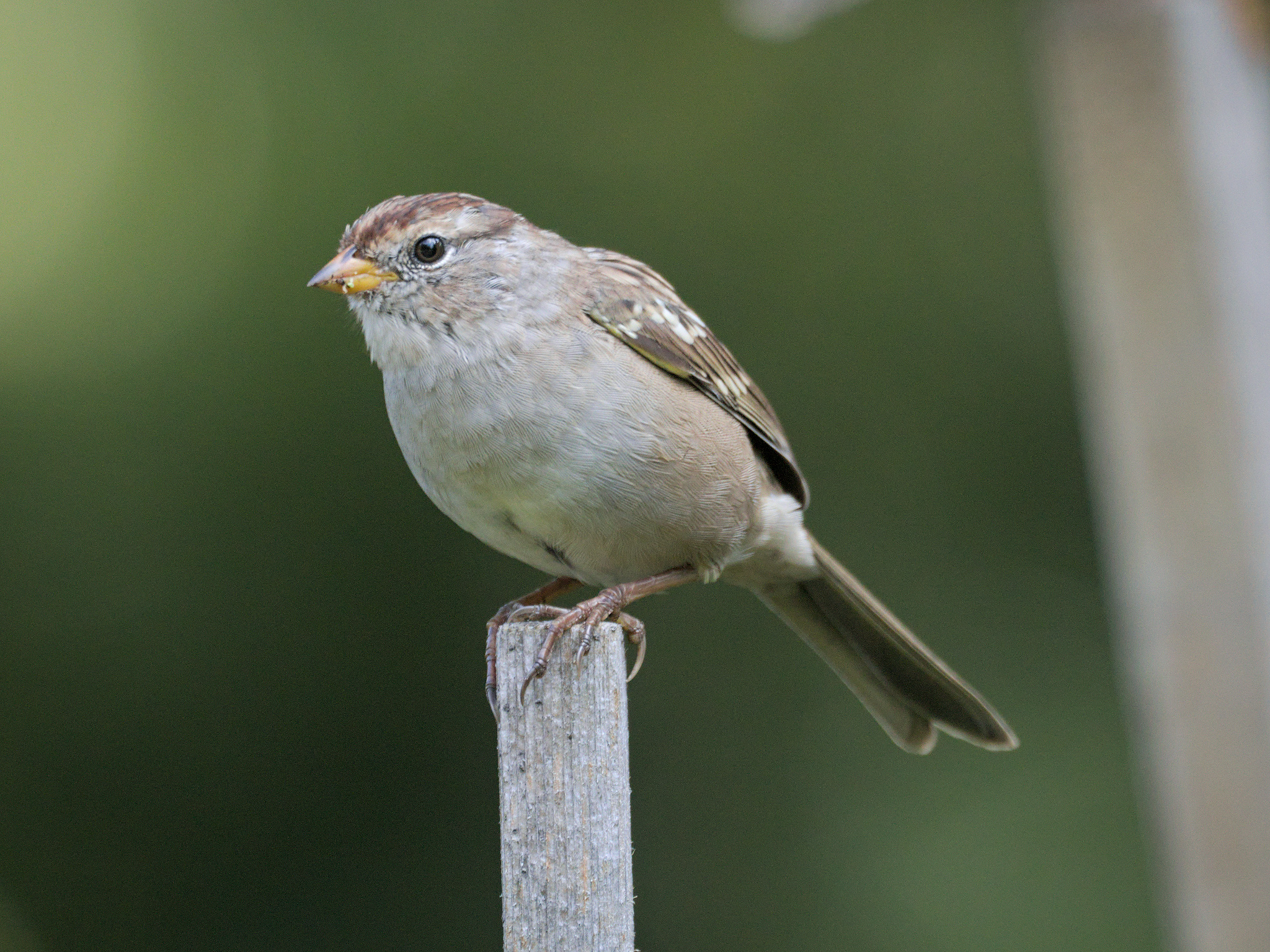 White-crowned Sparrow (*Zonotrichia leucophrys*)