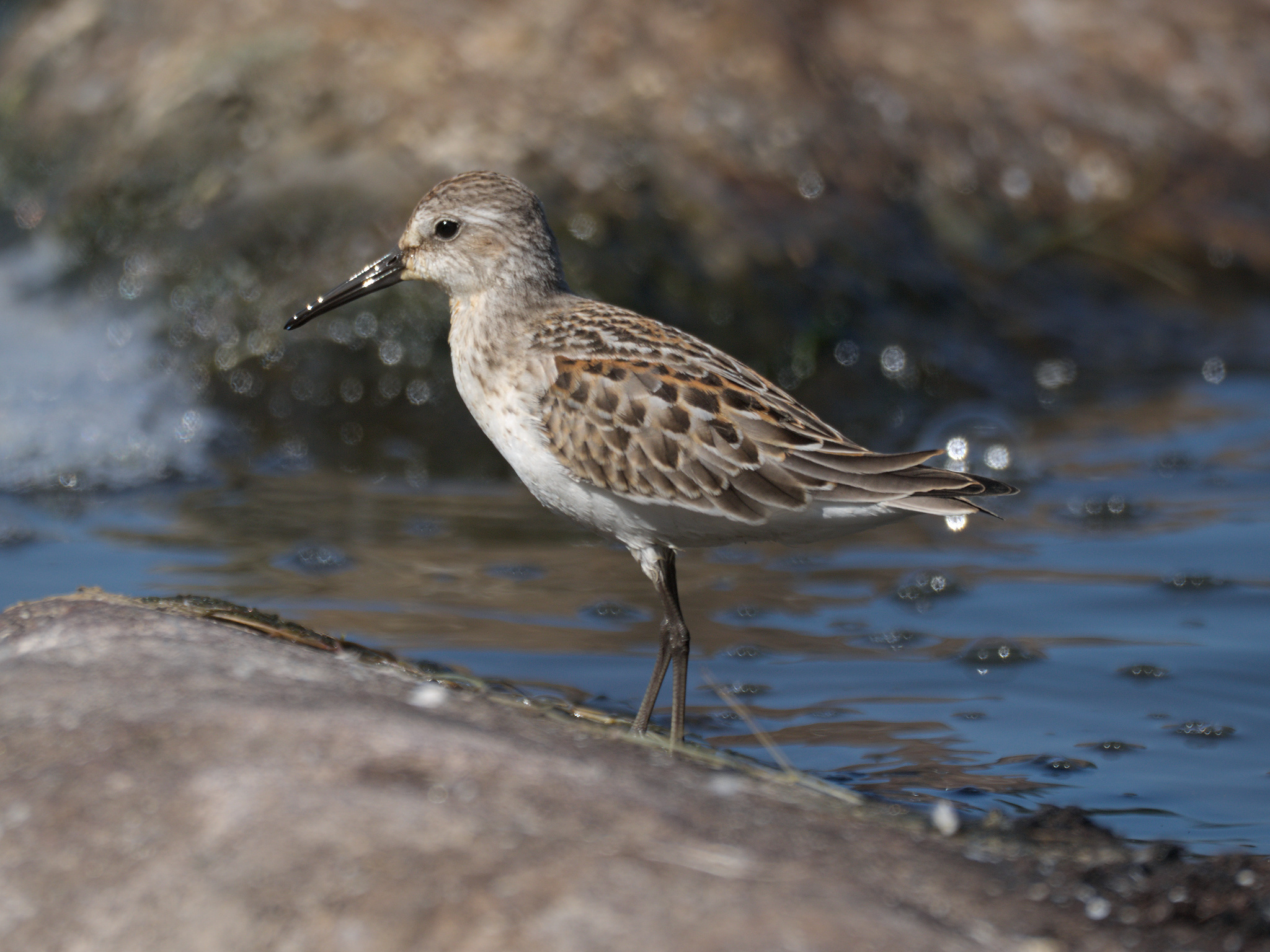 Western Sandpiper (*Calidris mauri*)