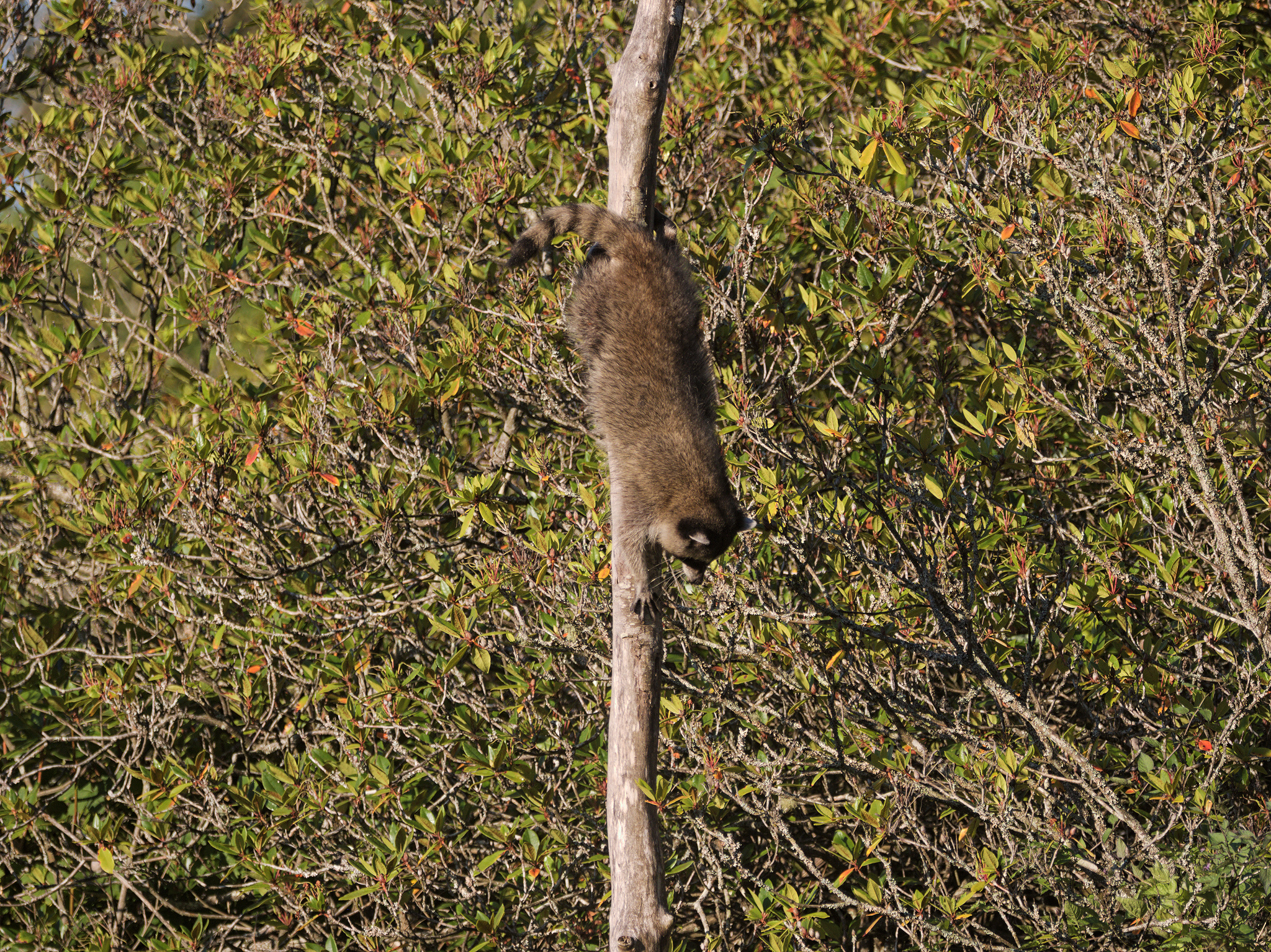 Common Raccoon (*Procyon lotor*)