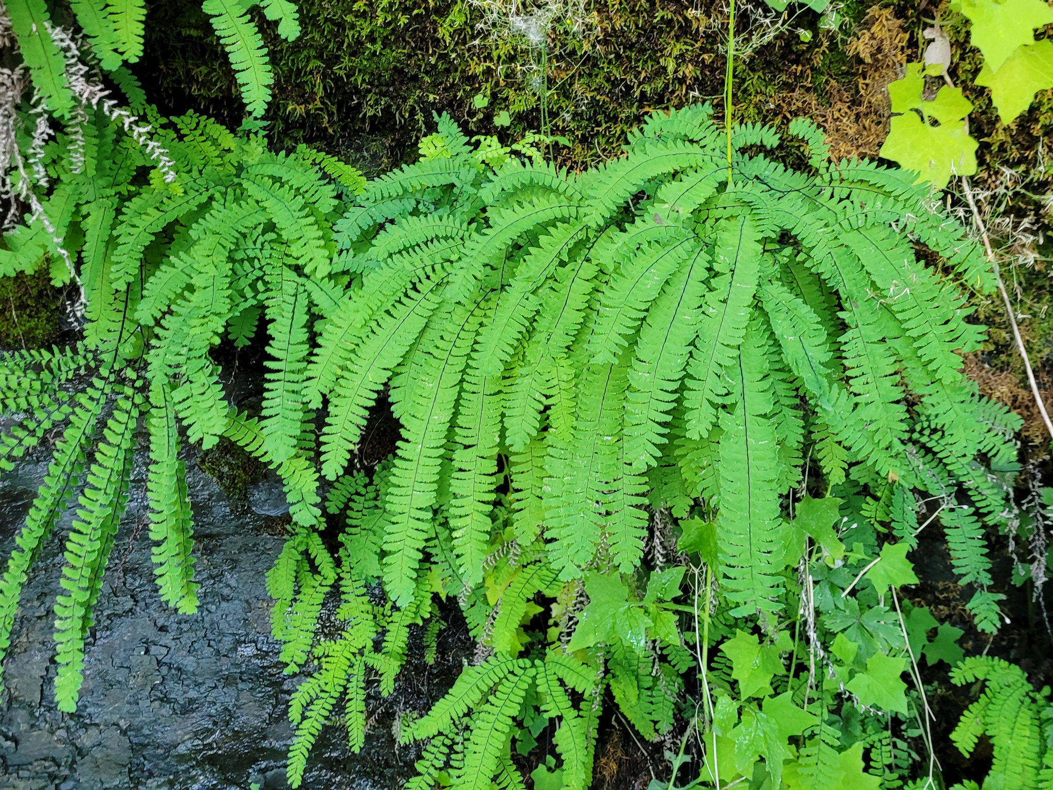 Western Maidenhair Fern (*Adiantum aleuticum*)