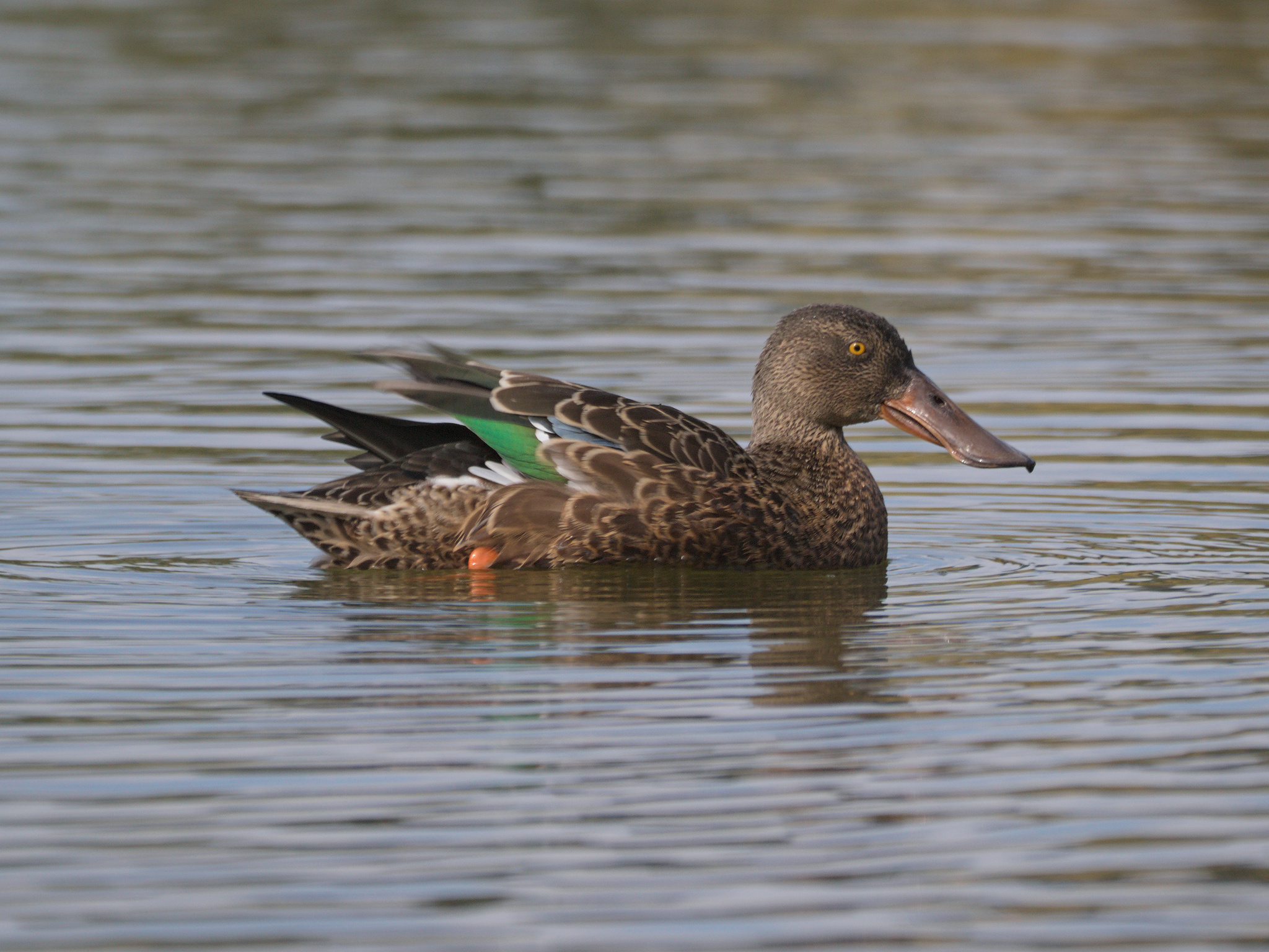 Northern Shoveler (*Spatula clypeata*)