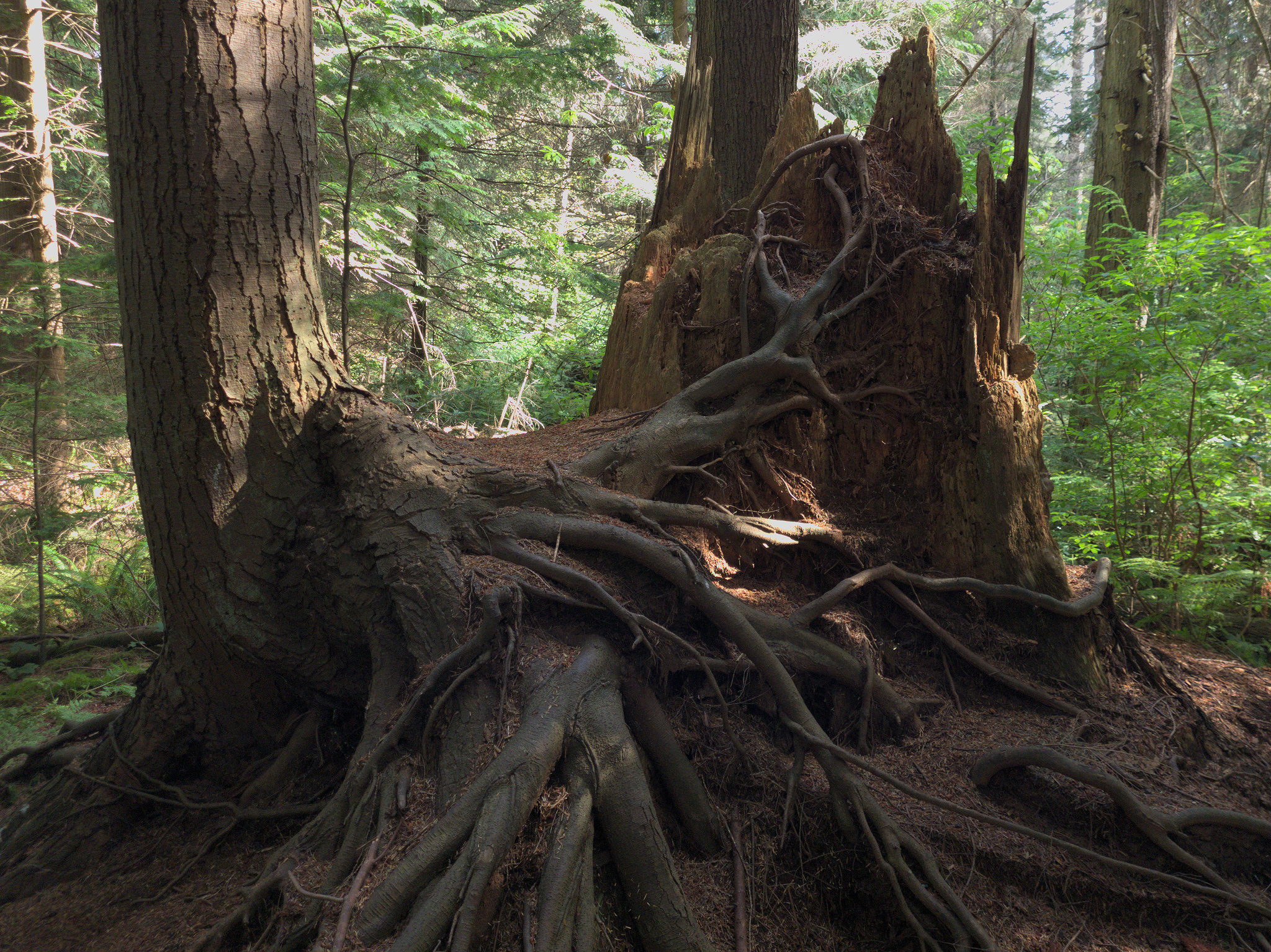 Exposed roots