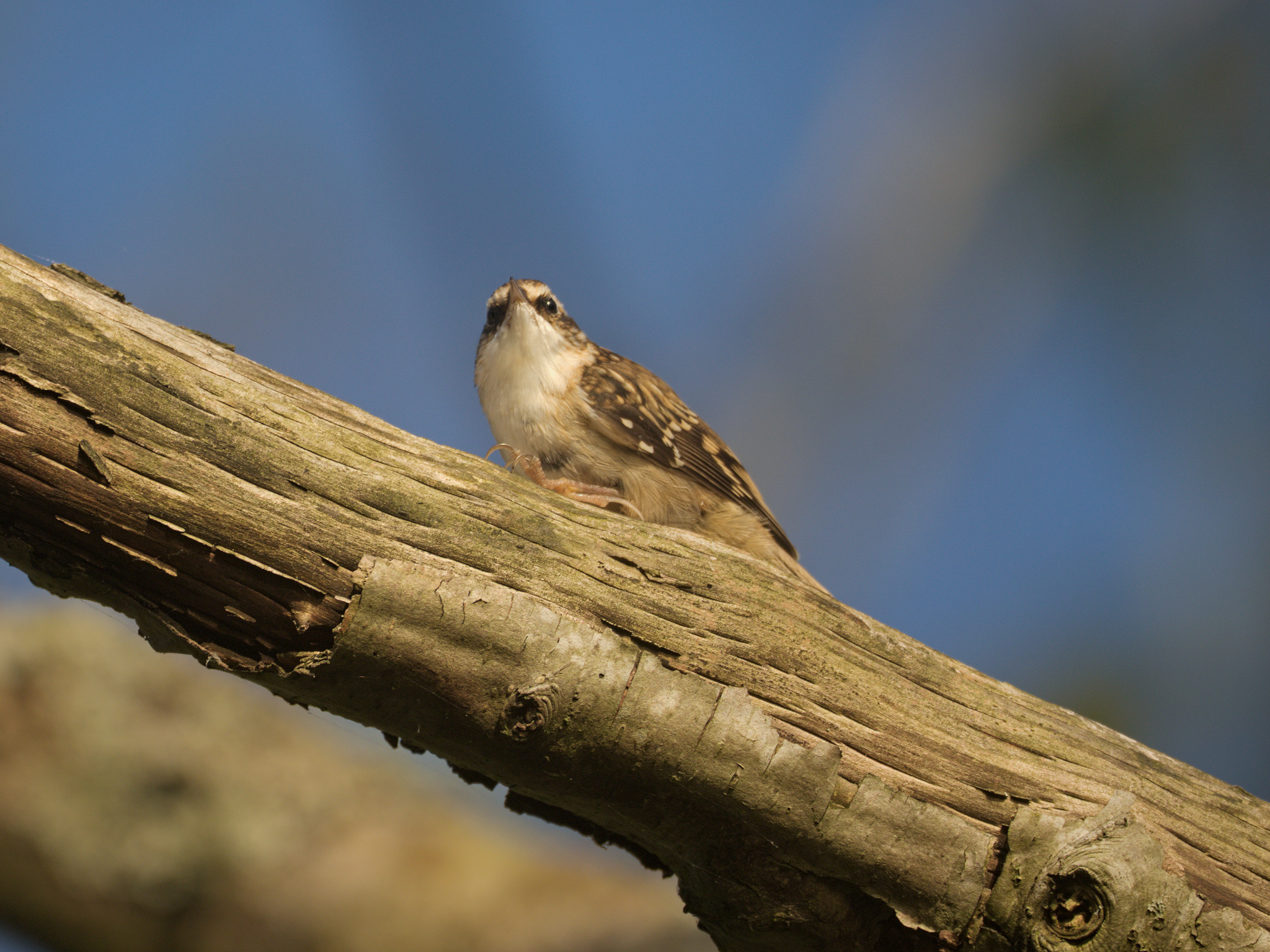 Brown Creeper (*Certhia americana*)