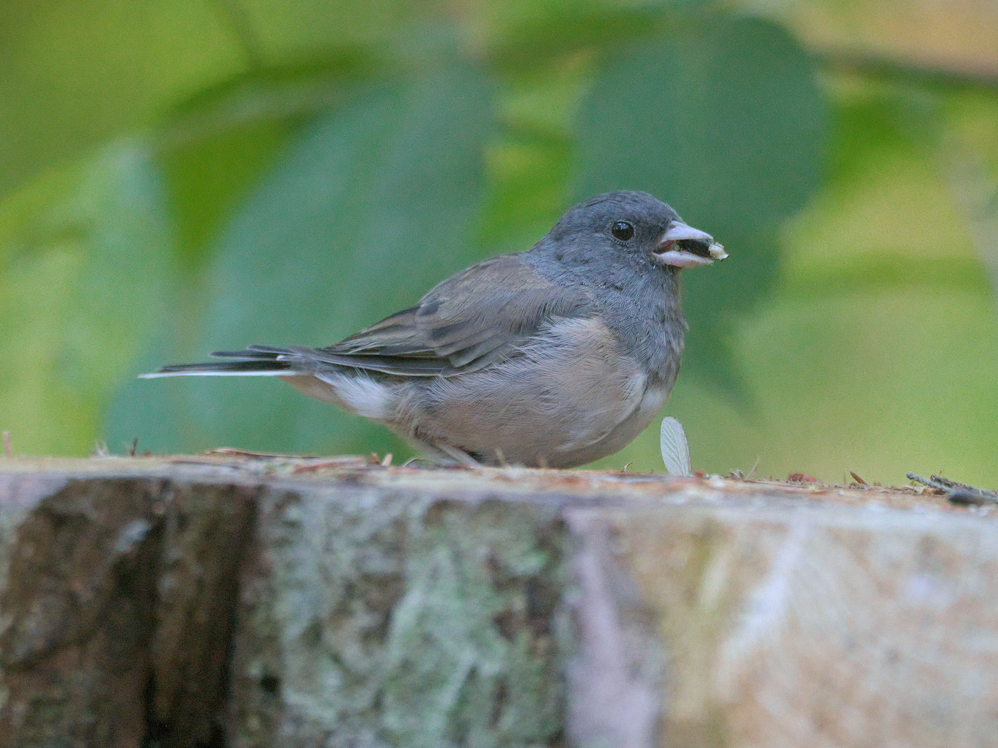 Dark-eyed Junco (*Junco hyemalis*)