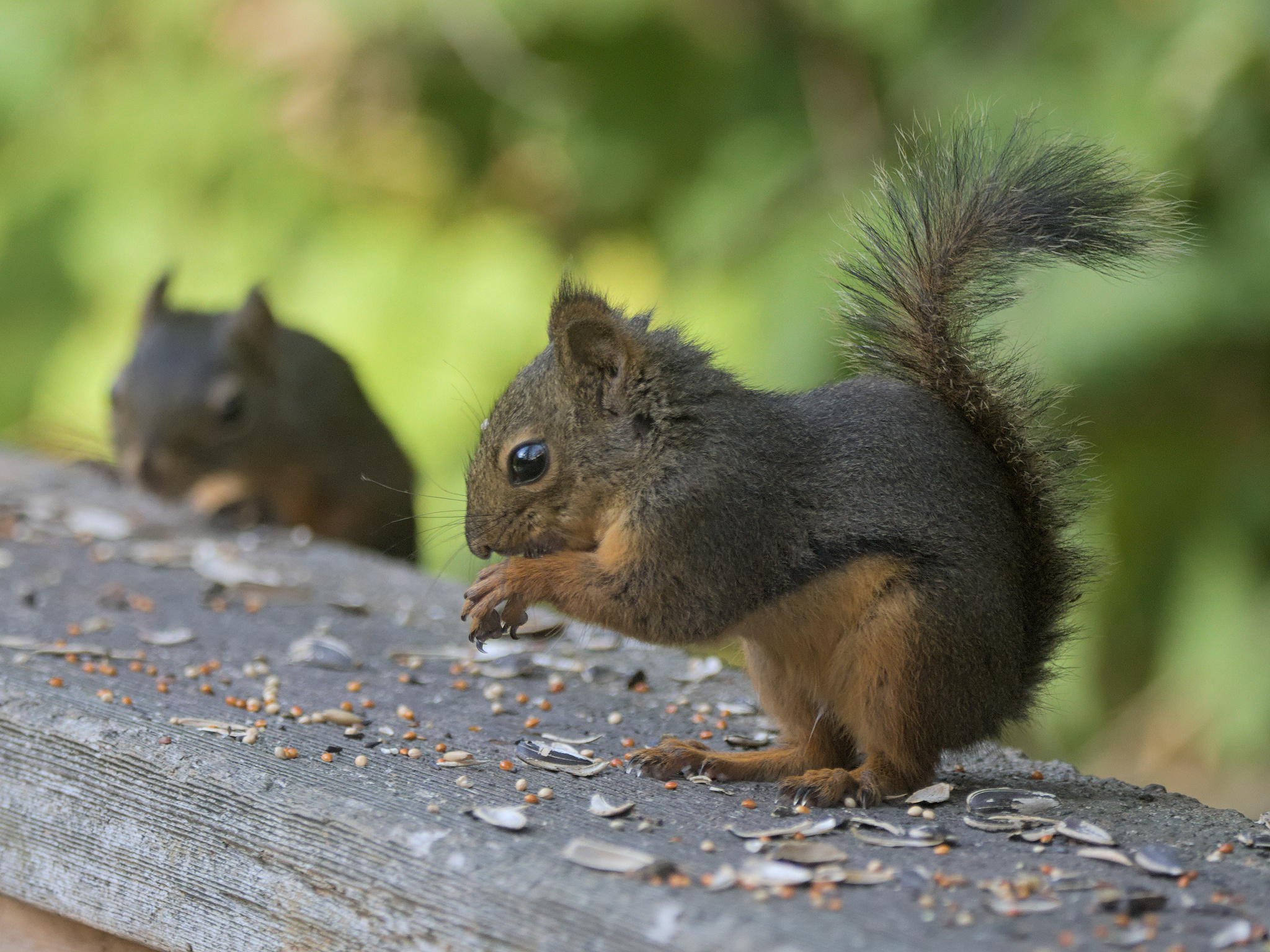Douglas Squirrel (*Tamiasciurus douglasii*)