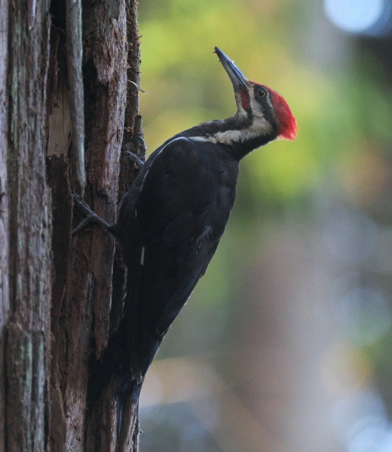 Pileated Woodpecker (*Dryocopus pileatus*)