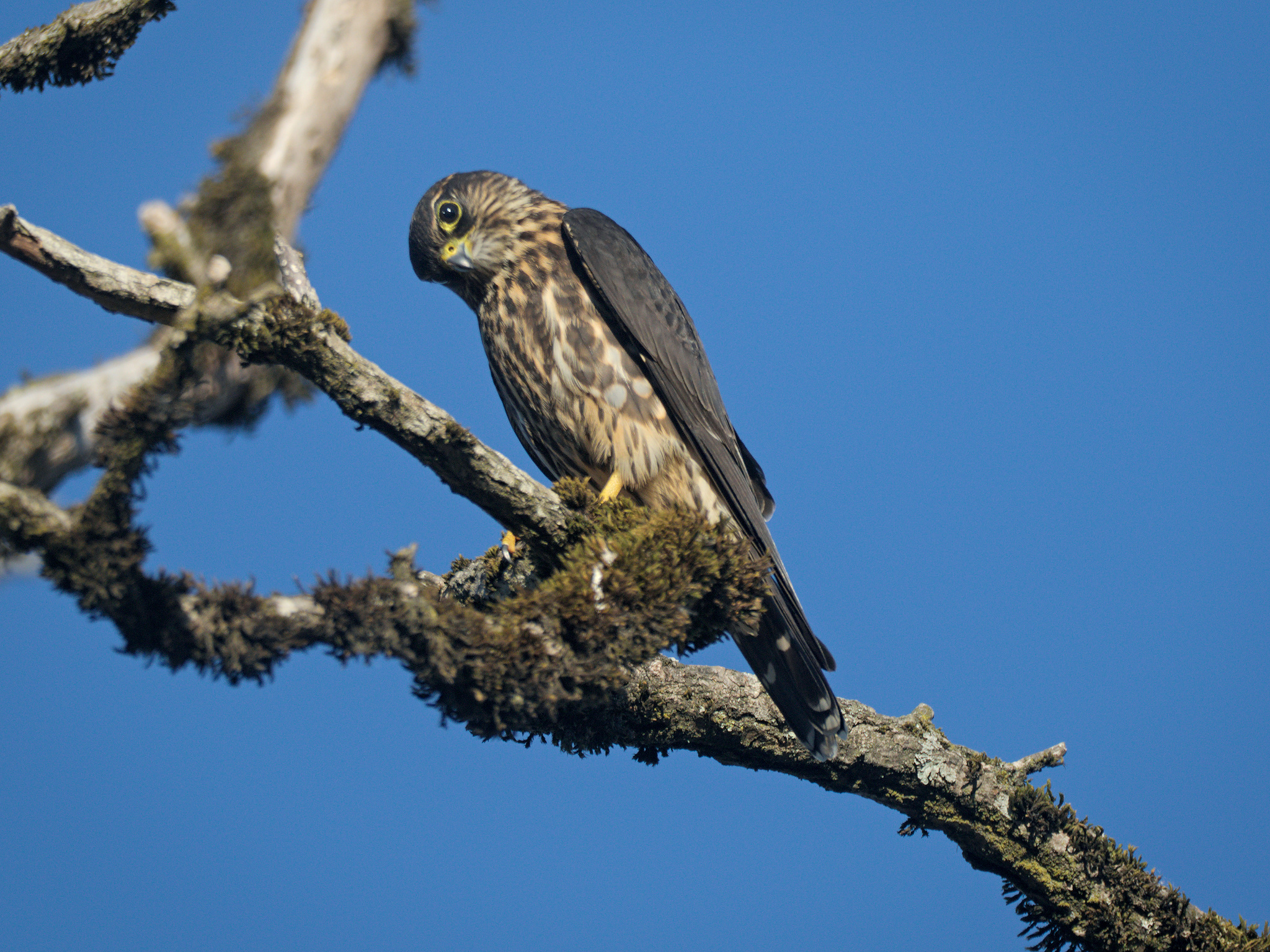 Merlin (*Falco columbarius*)