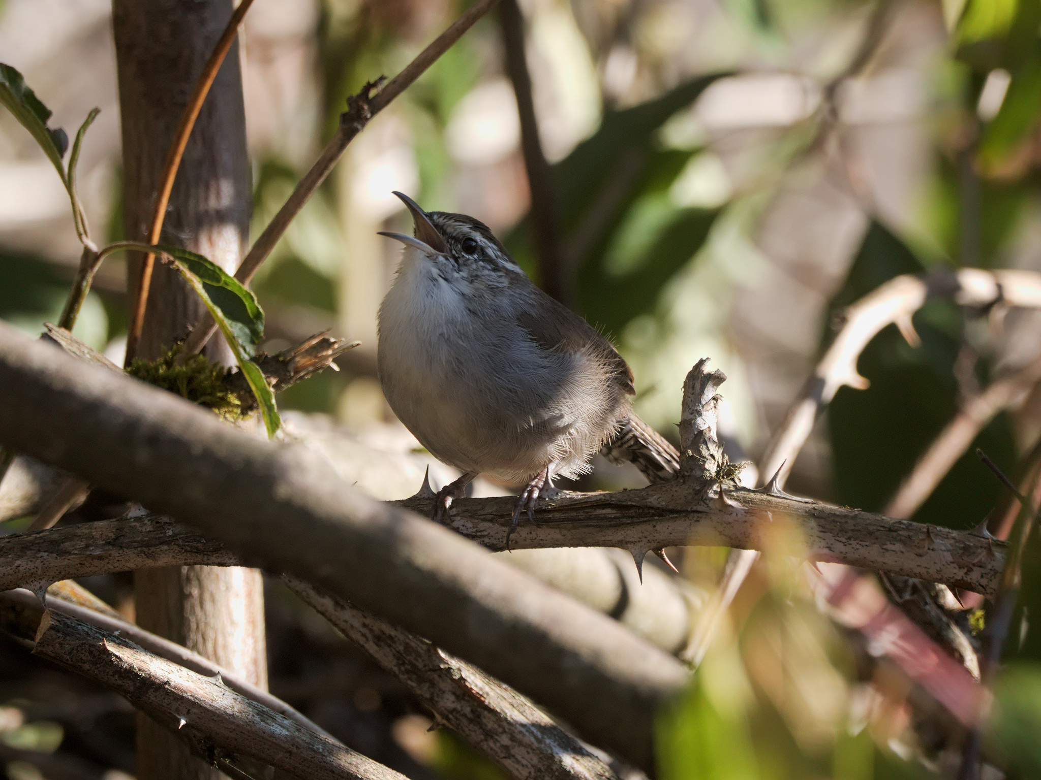 Bewick's Wren (*Thryomanes bewickii*)