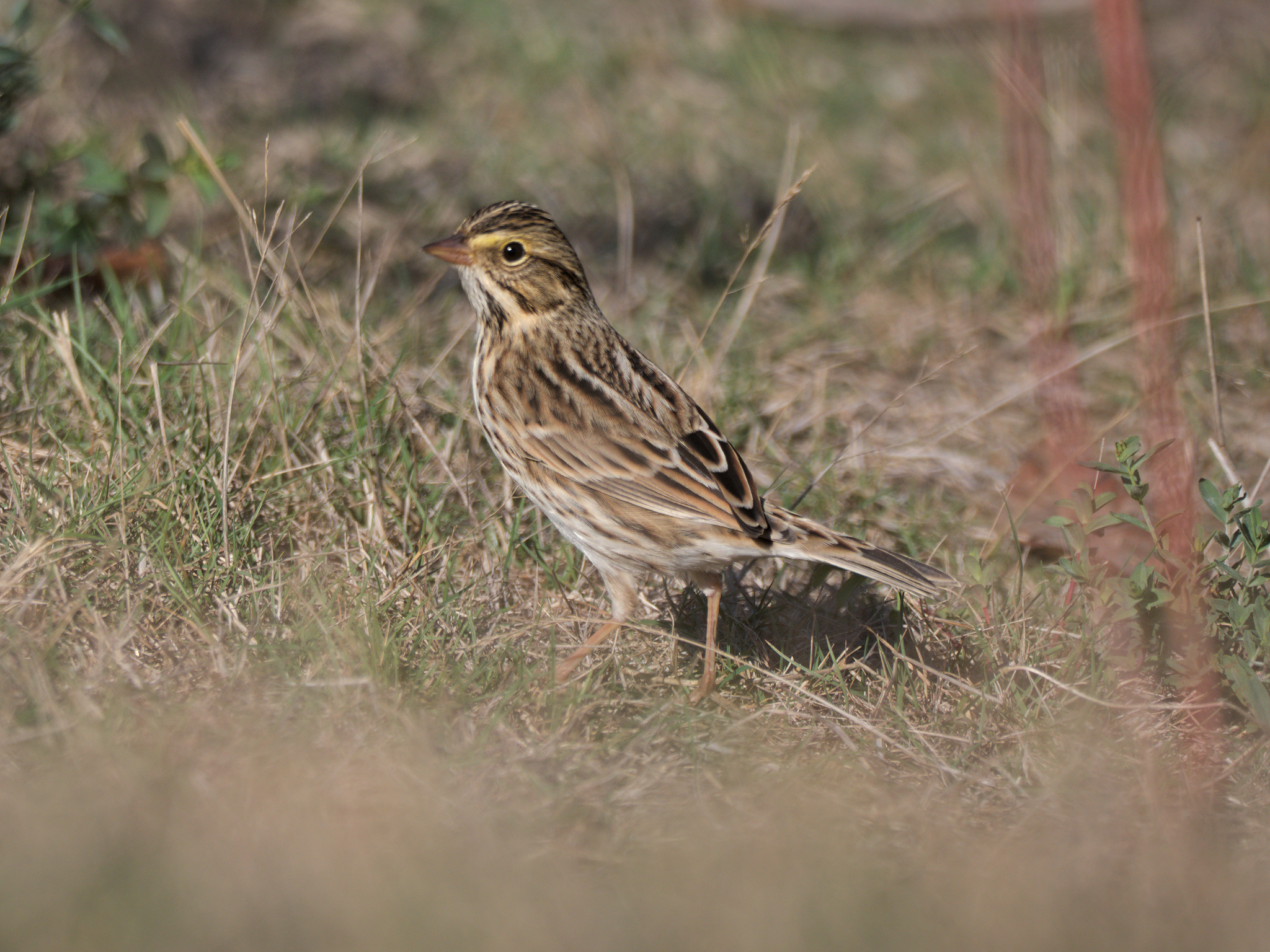 Savannah Sparrow (*Passerculus sandwichensis*)