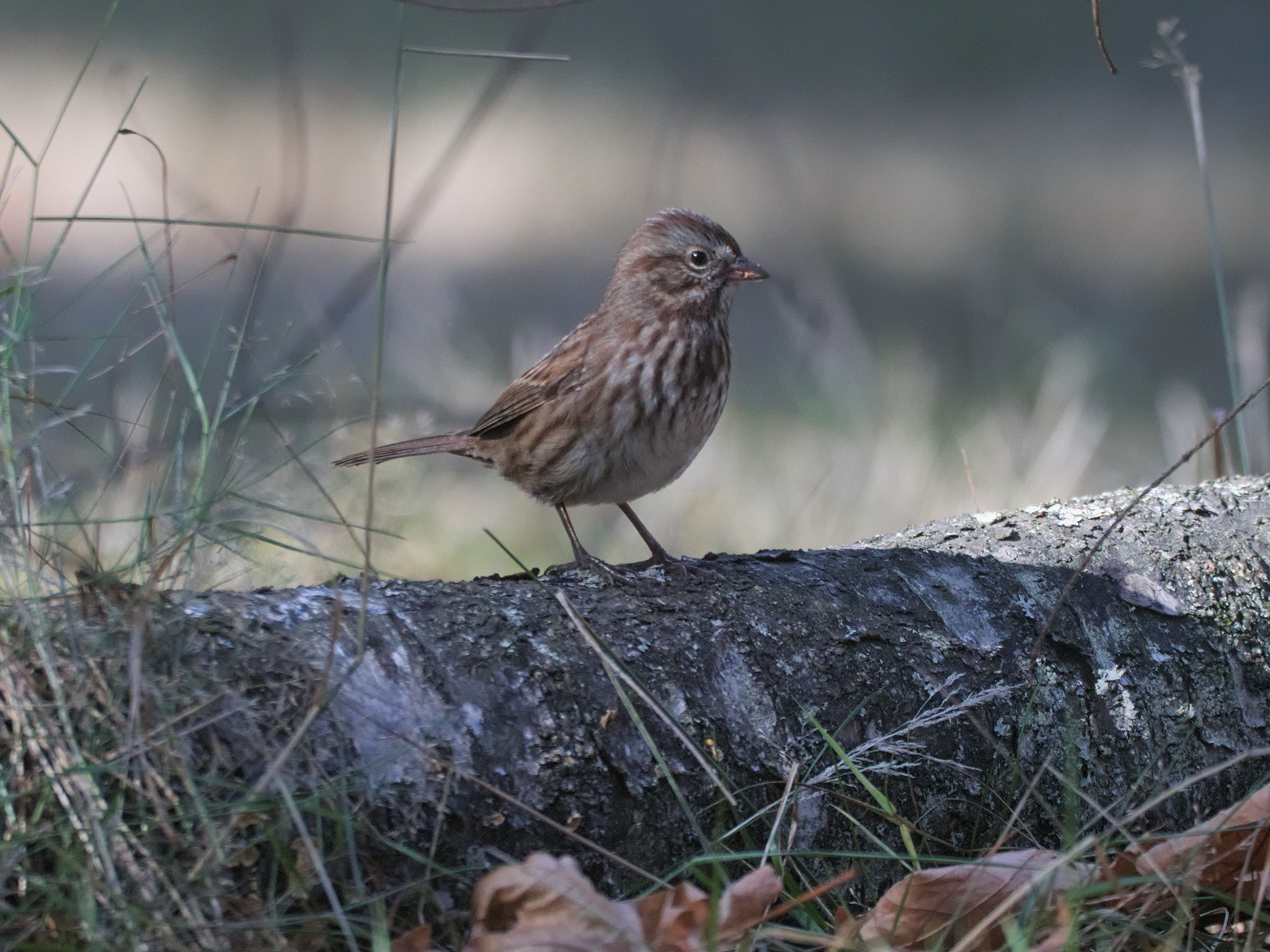 Song Sparrow (*Melospiza melodia*)