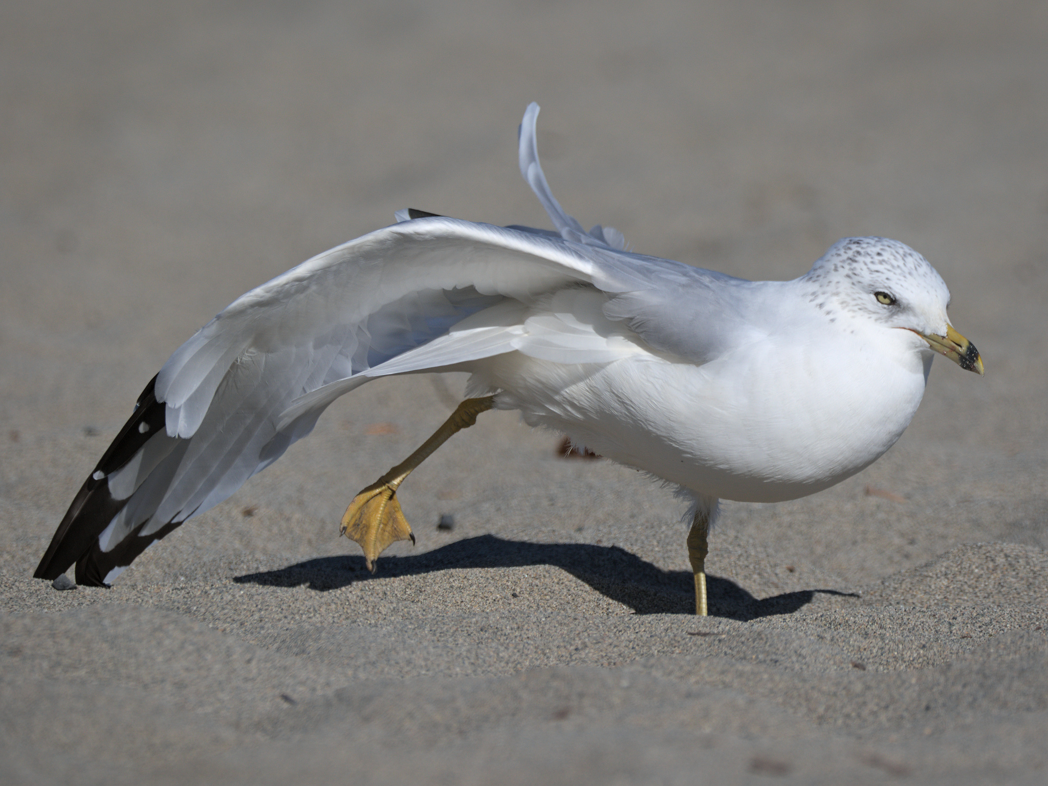 Ring-billed Gull (*Larus delawarensis*)