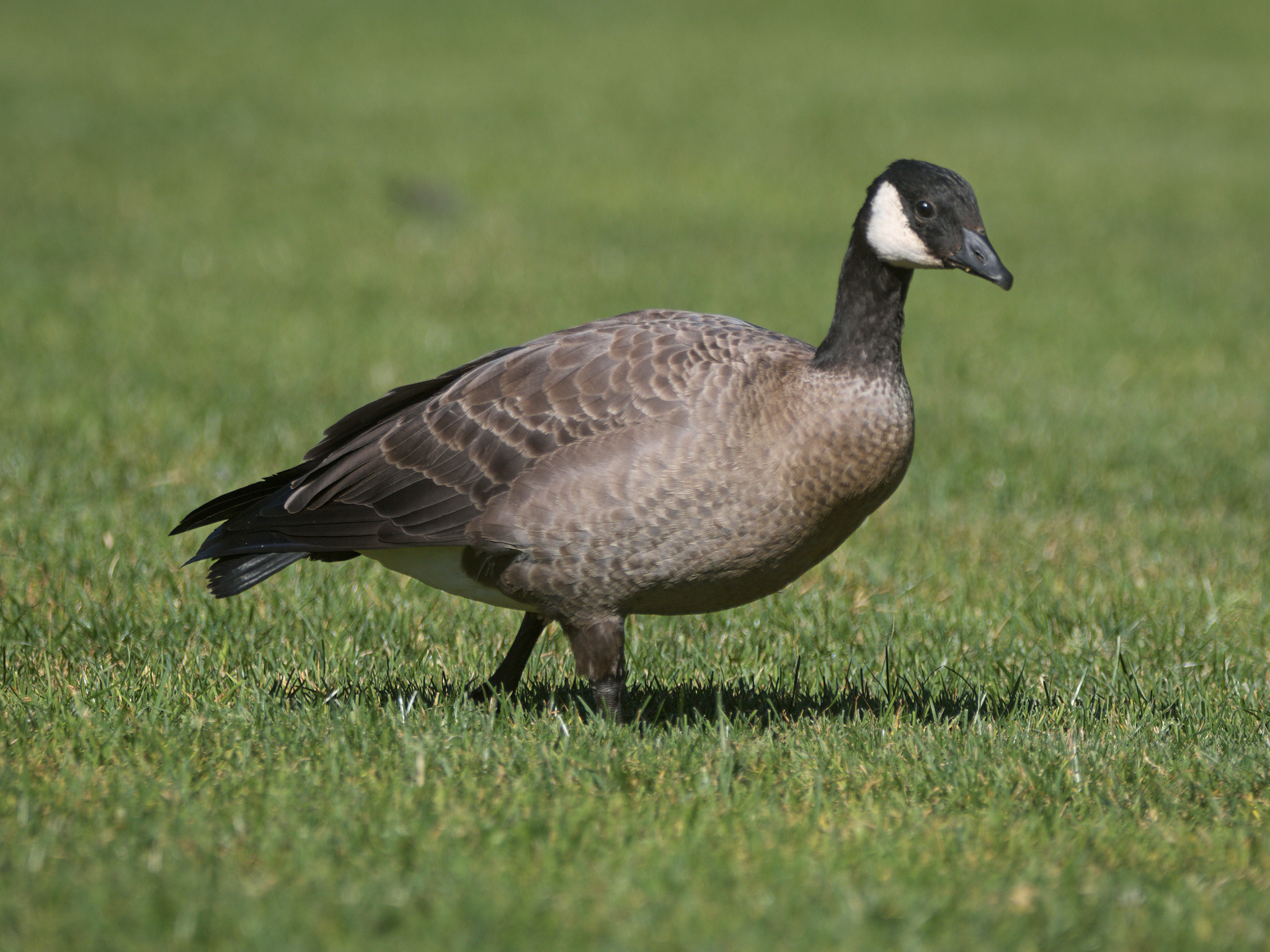 Cackling Goose (*Branta hutchinsii*)
