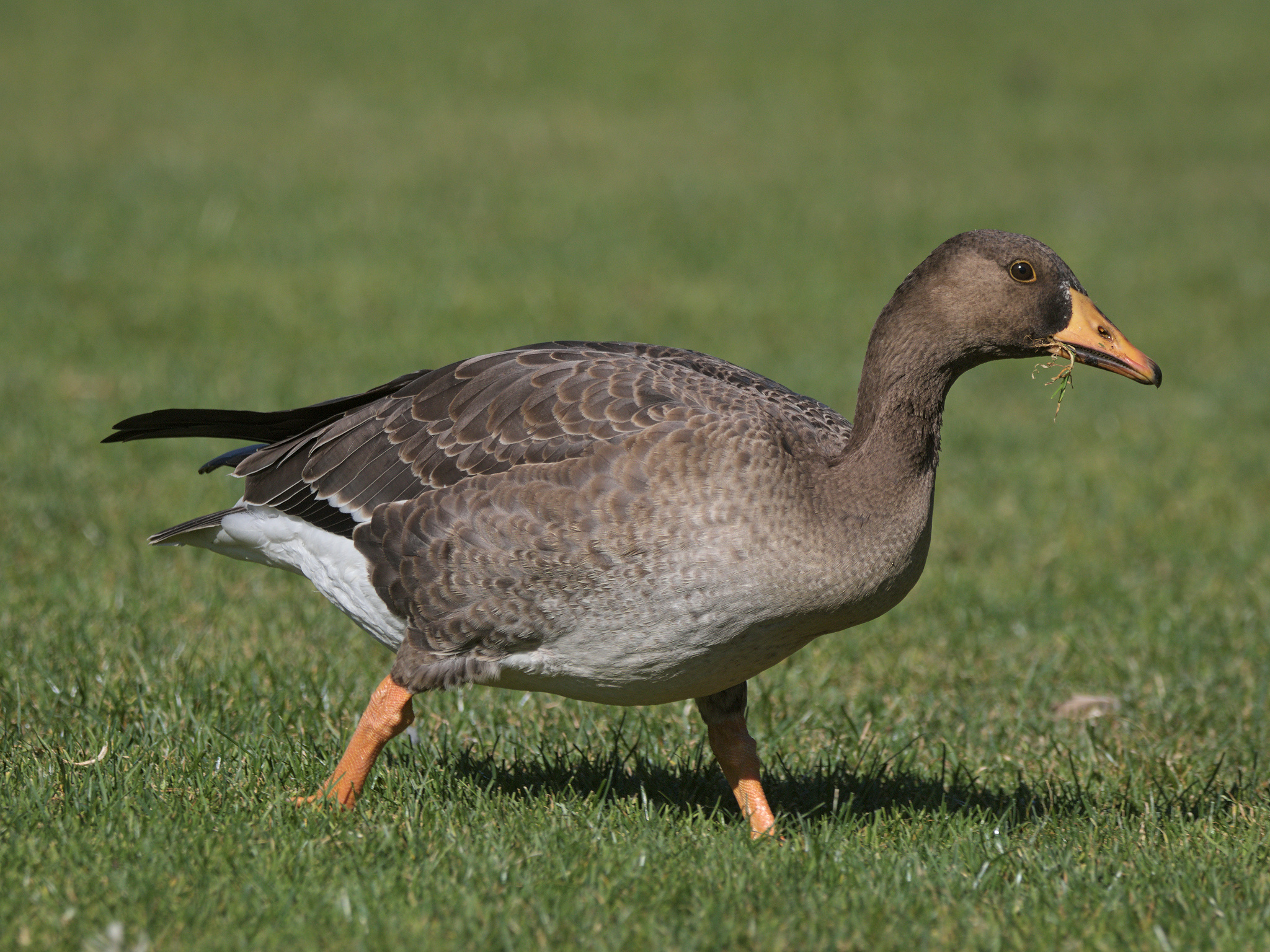 Greater White-fronted Goose (*Anser albifrons*)