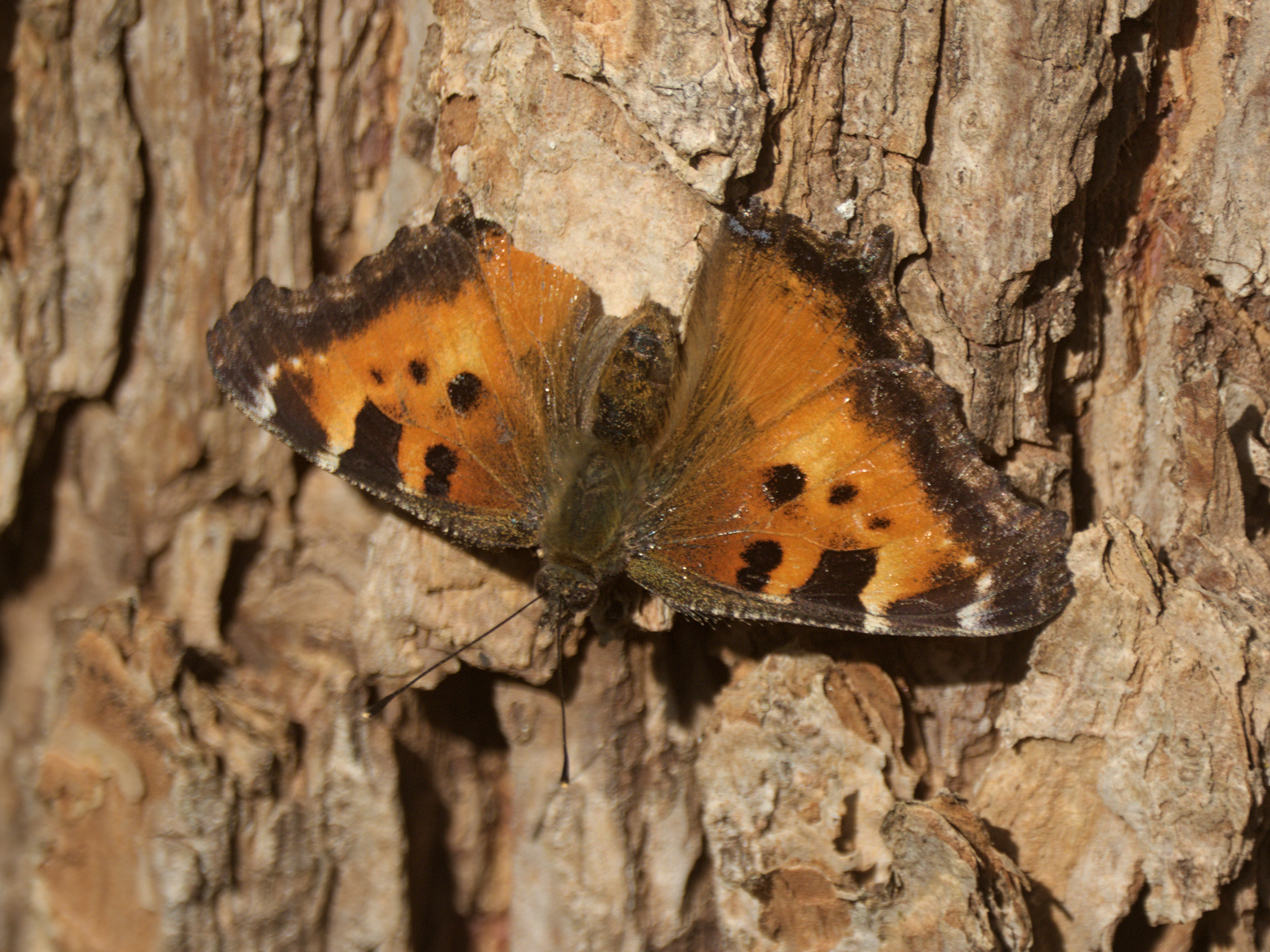 California Tortoiseshell (*Nymphalis californica*)