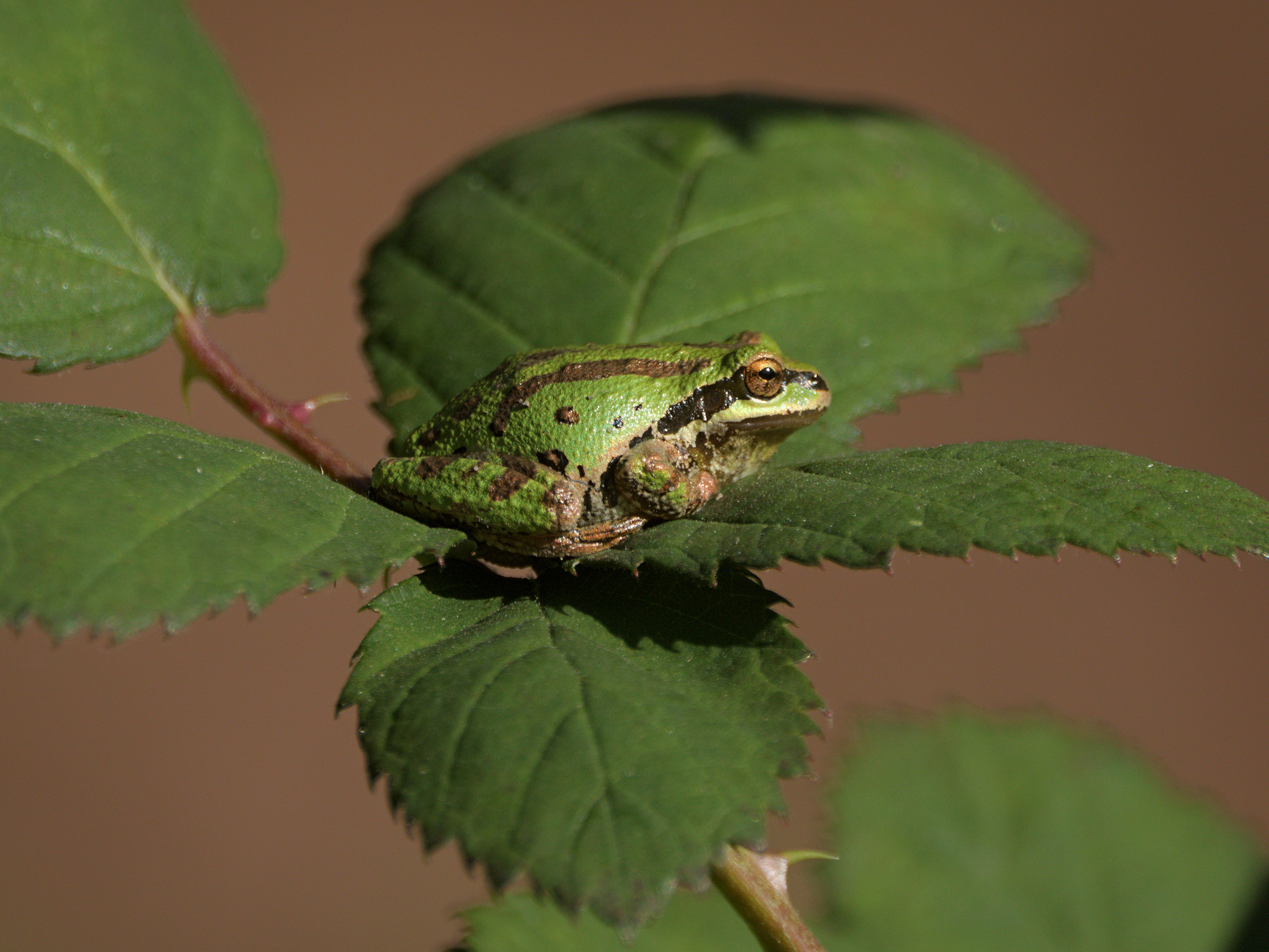Pacific Chorus Frog (*Pseudacris regilla*)