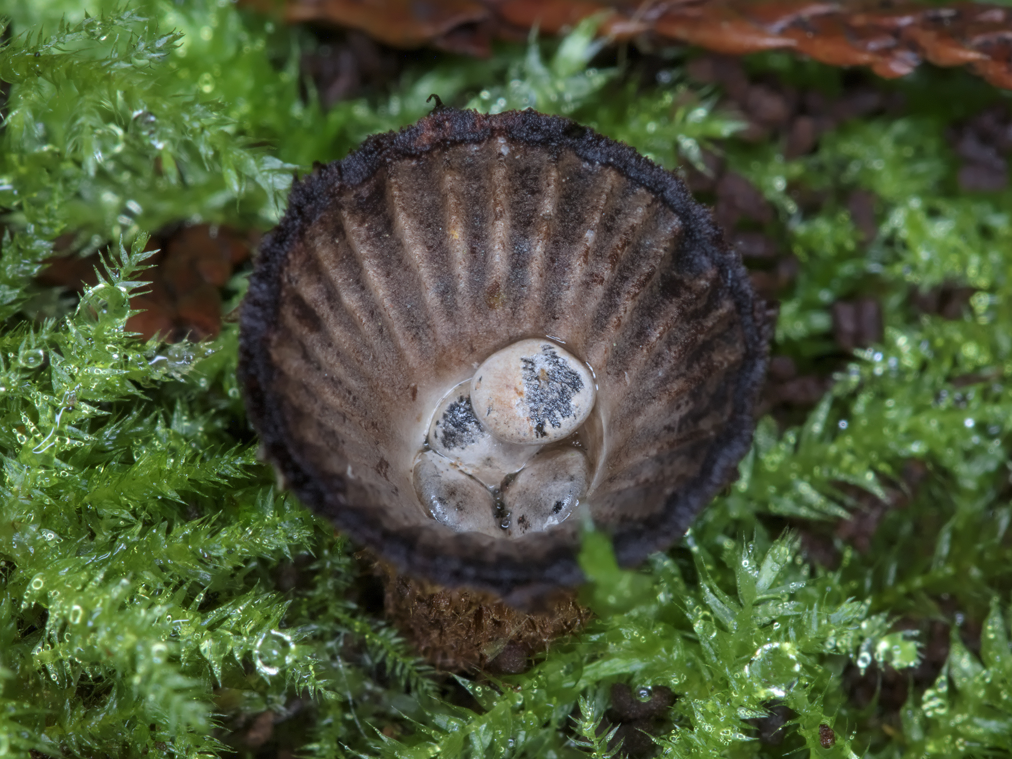 Fluted Bird's Nest Fungus (*Cyathus striatus*)