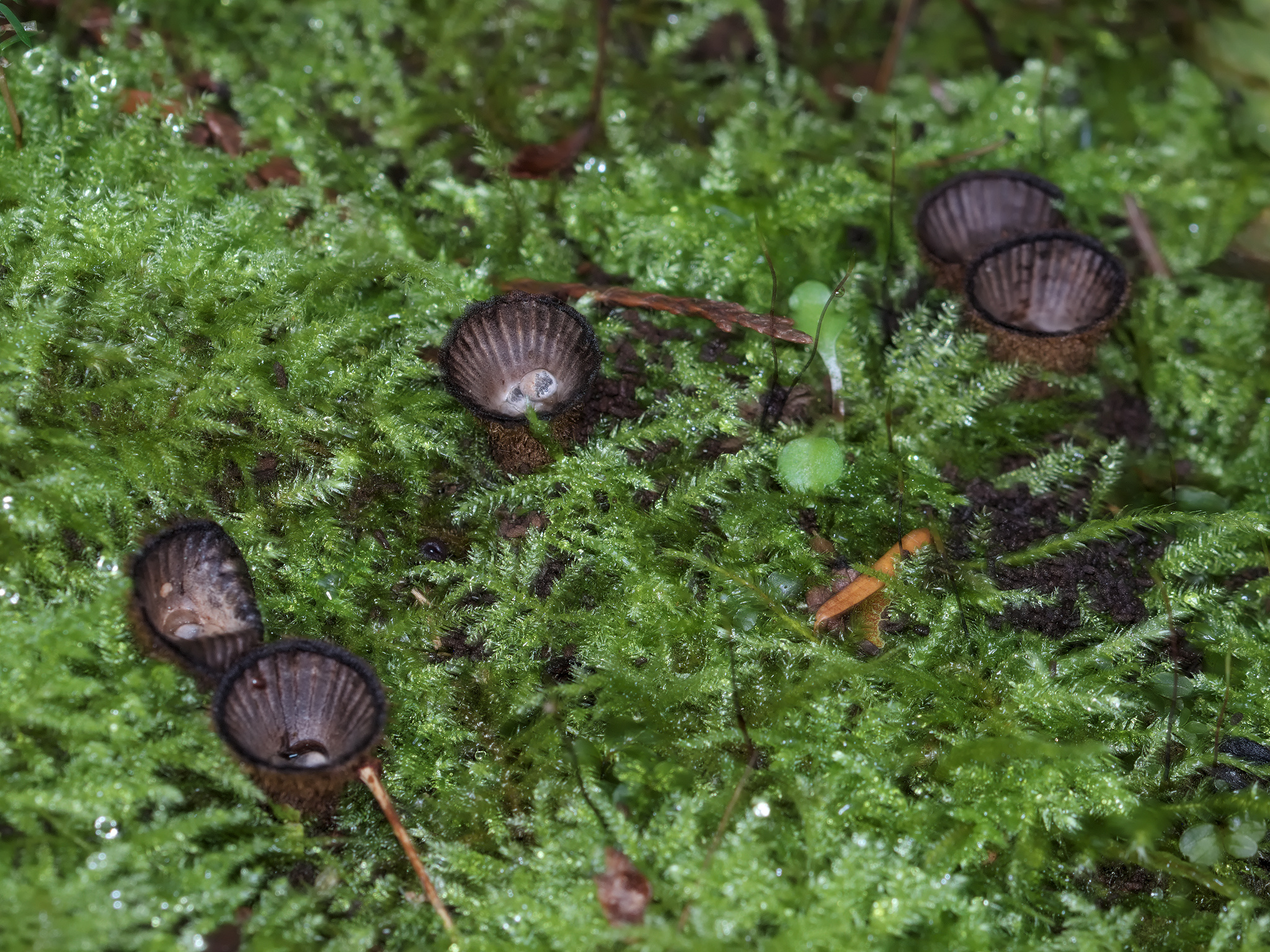 Fluted Bird's Nest Fungus (*Cyathus striatus*)