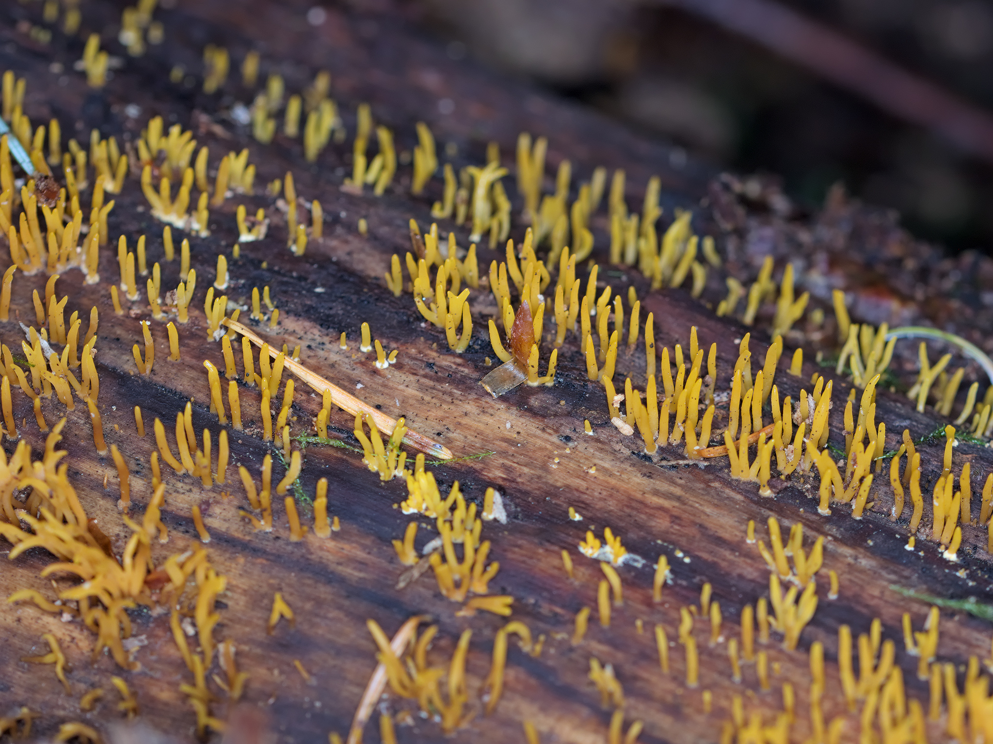 Genus *Calocera*