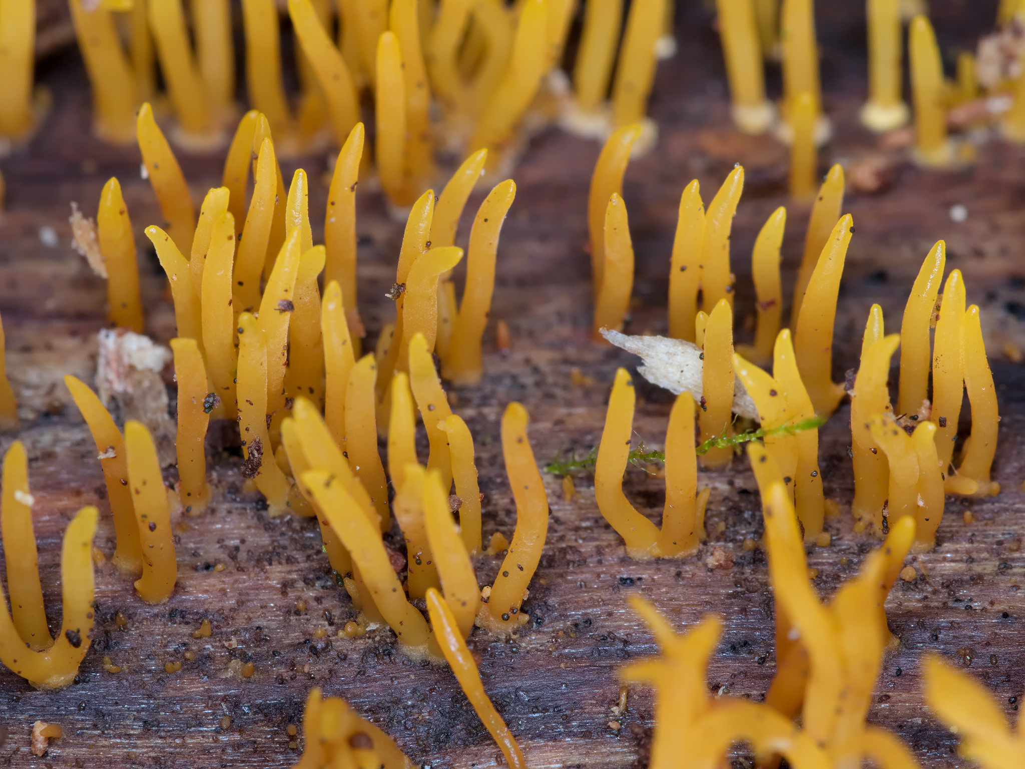 Genus *Calocera*