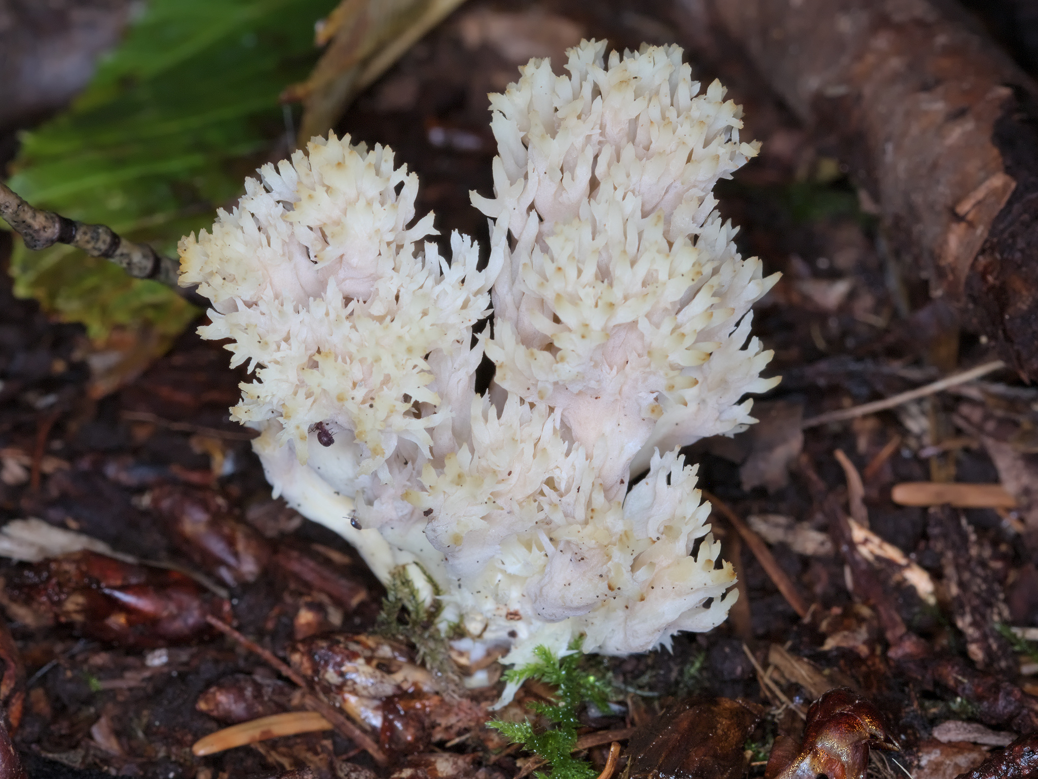 White Coral Fungus (*Clavulina coralloides*)