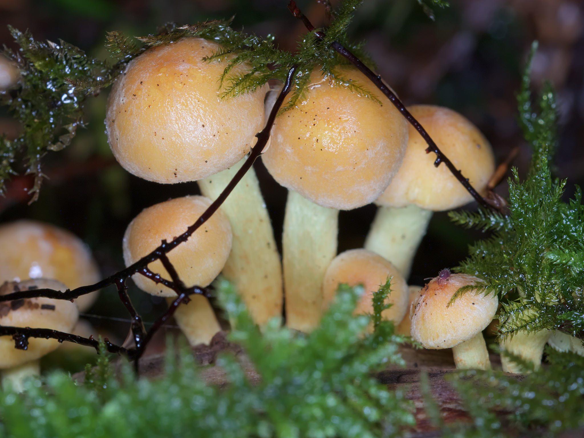 Sulphur Tuft (*Hypholoma fasciculare*)