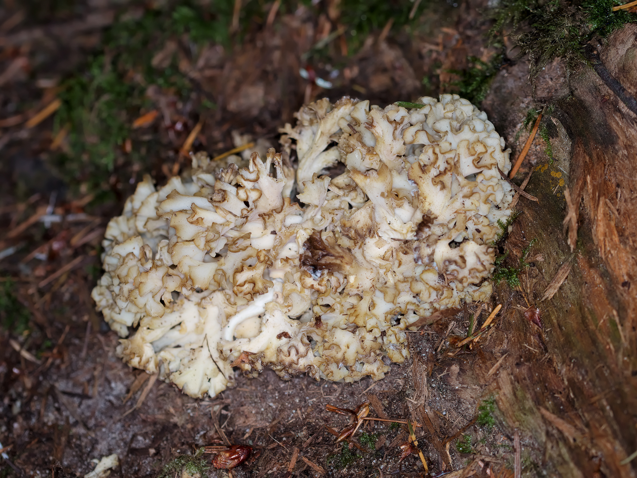 Western Cauliflower Mushroom (*Sparassis radicata*)