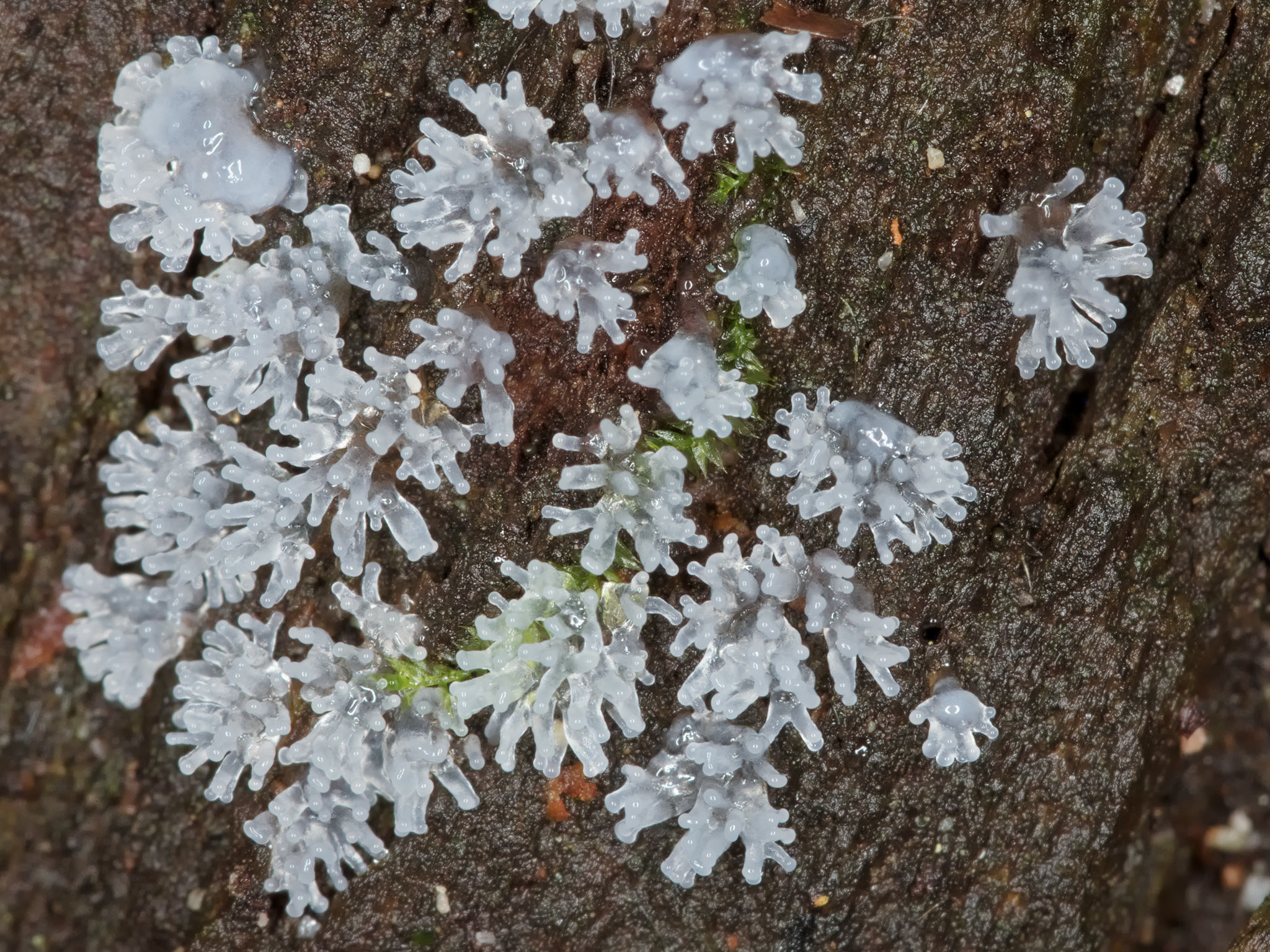*Ceratiomyxa fruticulosa* (Common Coral Slime)