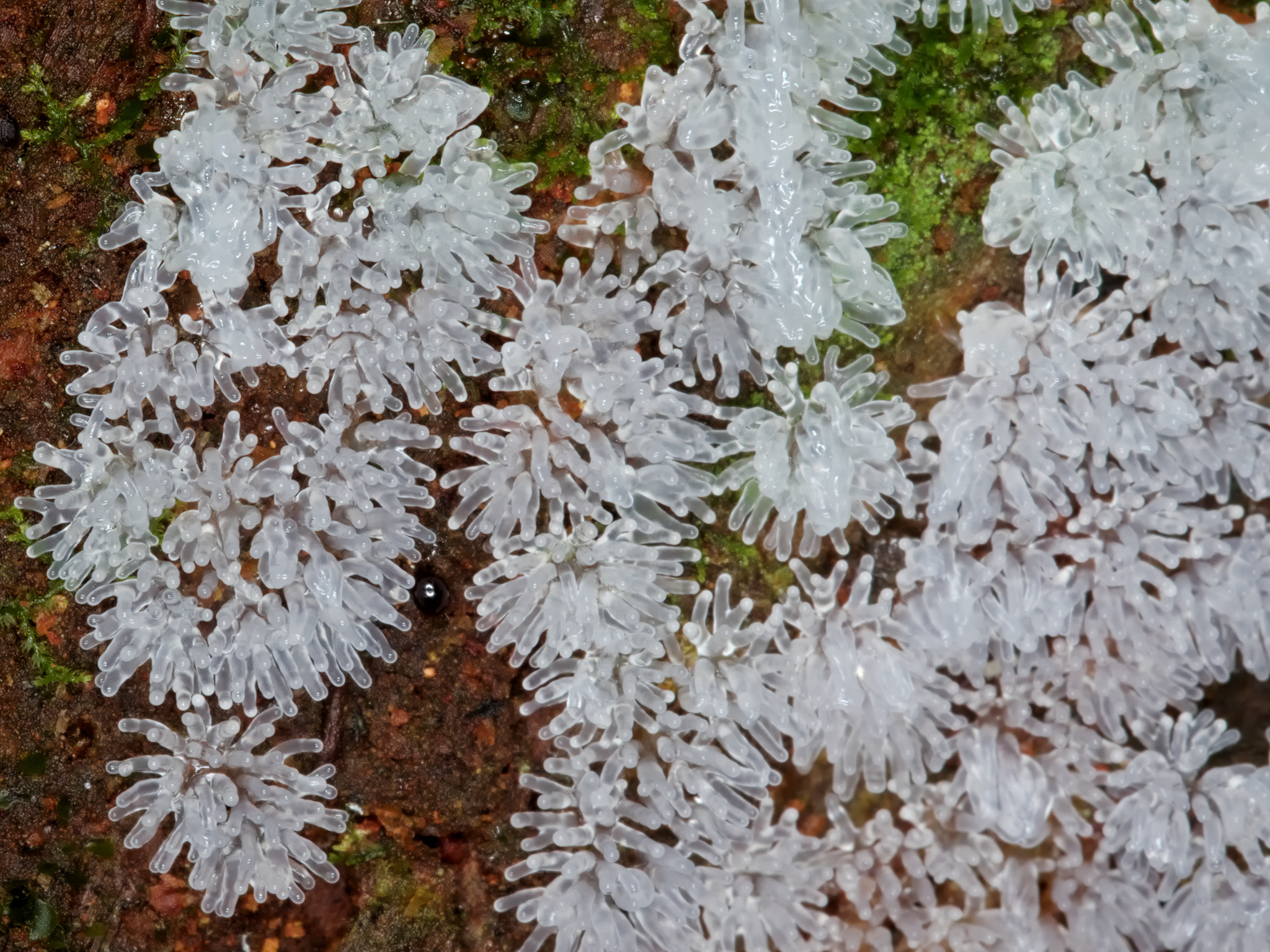 *Ceratiomyxa fruticulosa* (Common Coral Slime)