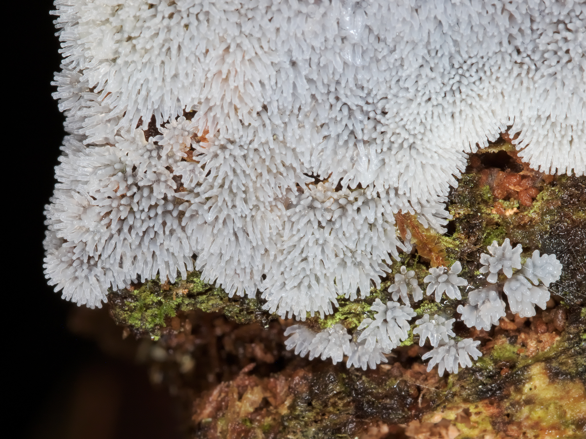 *Ceratiomyxa fruticulosa* (Common Coral Slime)