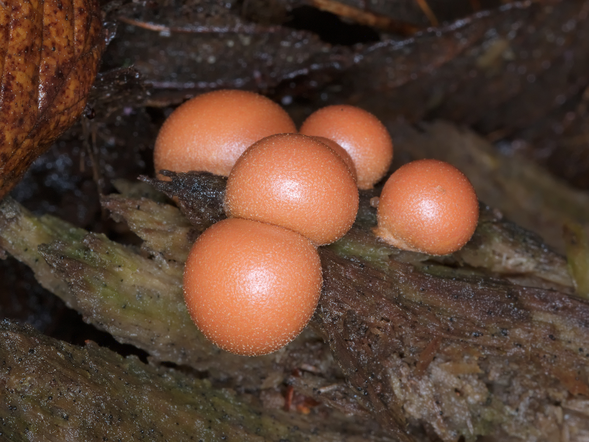 *Lycogala epidendrum* (Wolf's Milk)