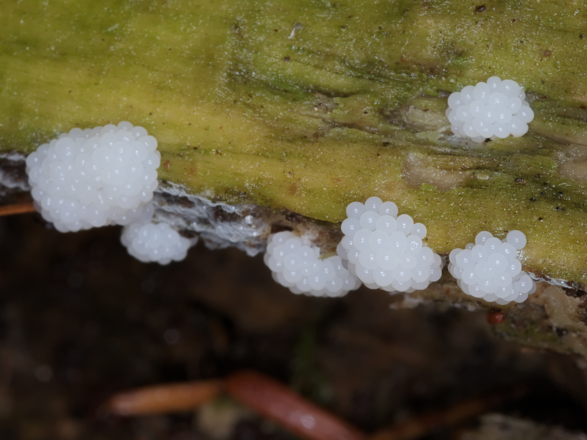 Unknown Myxomycetes