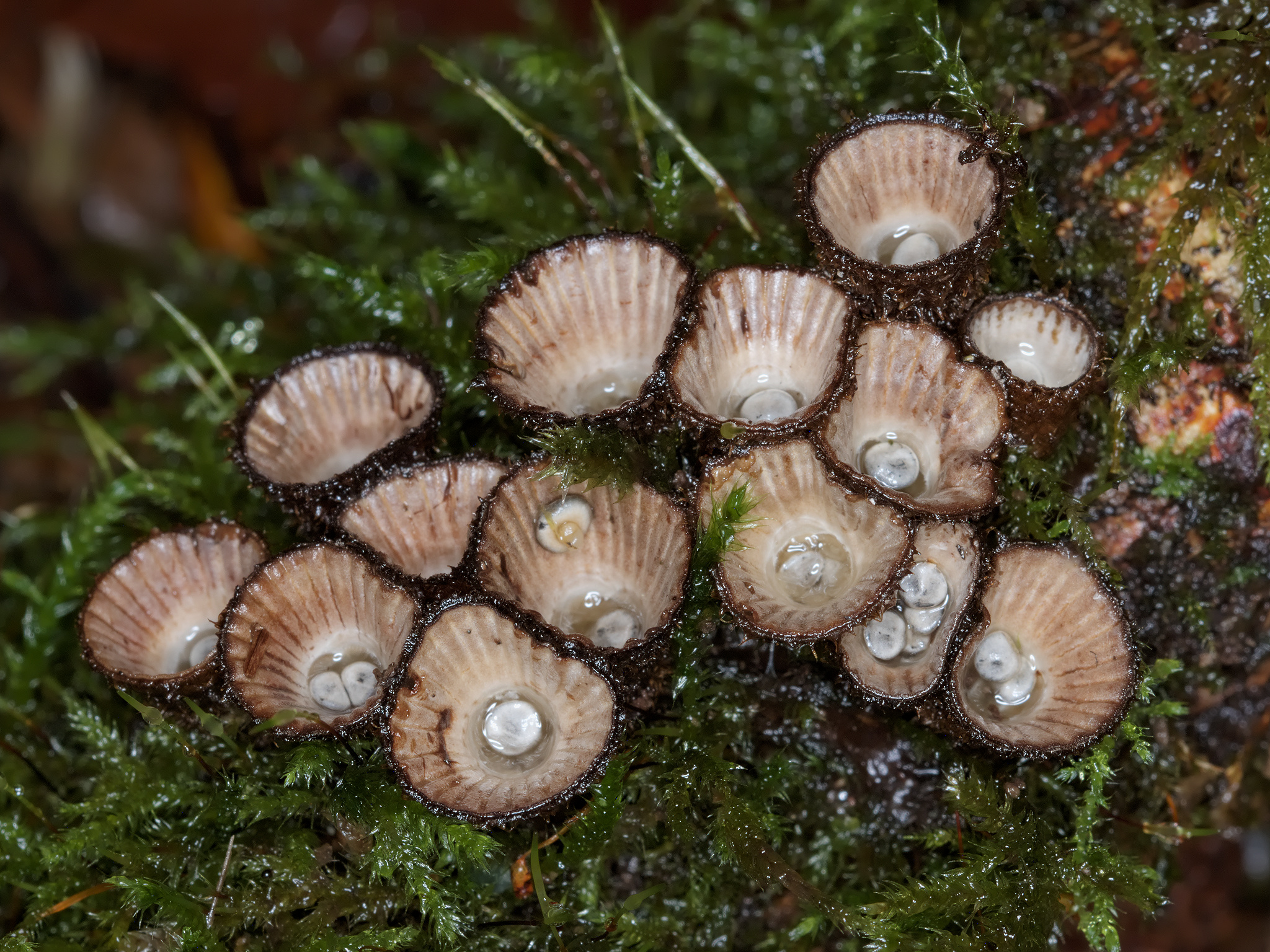 *Cyathus striatus* (Fluted Bird's Nest Fungus)