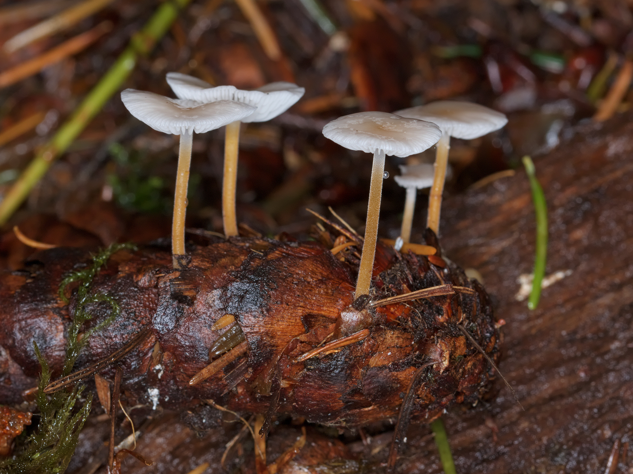 *Strobilurus trullisatus* (Fir-Cone Mushroom)