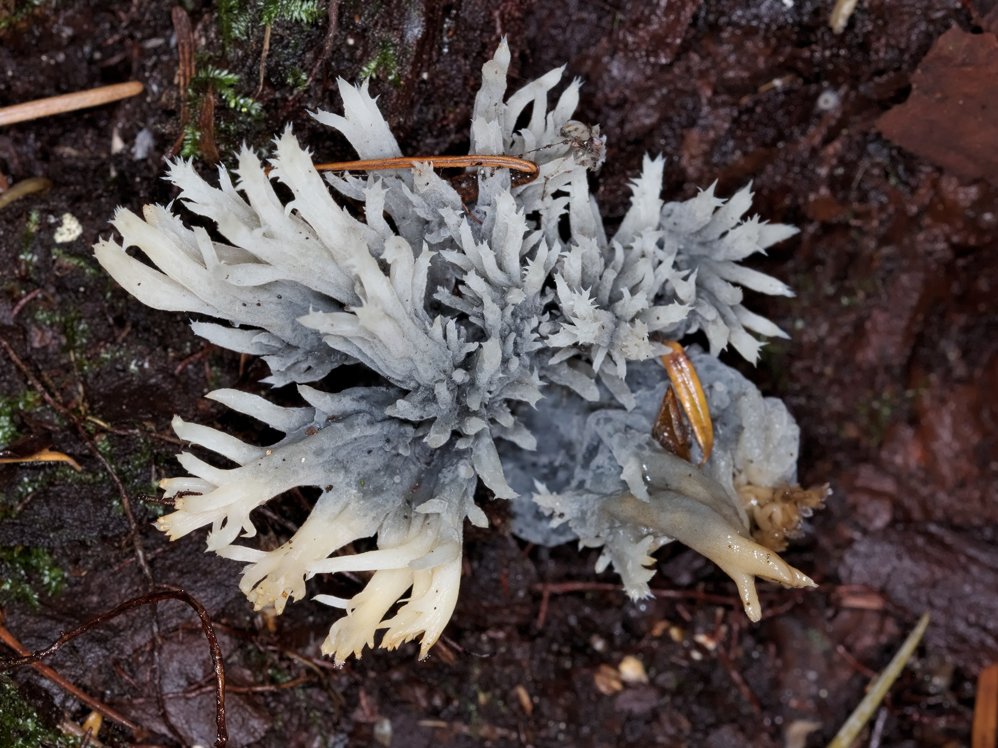 *Clavulina coralloides* (White Coral Fungus)